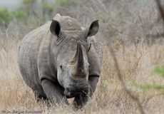 Breitmaulnashorn (7 von 28).jpg